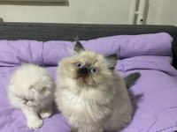 Chocolate Point British Longhair Oğluşum