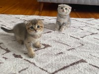 Scottish fold yavrularım yeni yuvasını arıyor