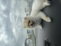 Pomeranian boo 10 aylık köpeğimiz