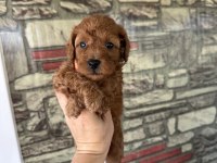 Toy Poodle Köpeğimiz