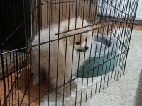 Pomeranian Çikom acil verilecek