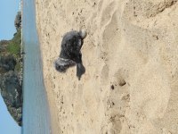 Hollanda lop tavşanı 6 aylık