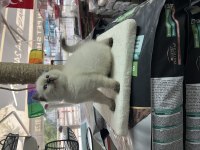 Teslime Hazır British Shorthair