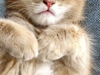 MAİNE COON YAVRU KEDİLERİMİZ