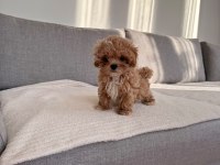 Irkının en kaliteli yavrusu ev doğumlu teacup boy maltipoo
