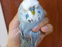 Show jumbo muhabbet kuşu