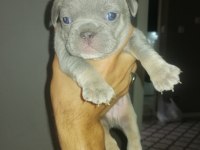 Egzotik dişi ve erkek french bulldog yavrularımız mevcut