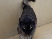 Maine coon çok uysal