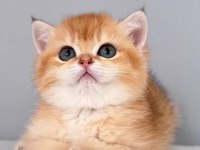 Muhteşem Golden British Longhair Ve Shorthair Yavrular
