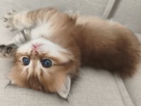 Dişi yavru chinchilla
