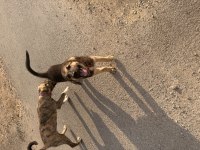İki yavru köpeğimizi sahiplendirme