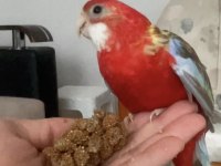 4 Aylık Kadar Ateş Rozzella Papağanı