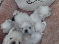 Yavru pekinez köpekler