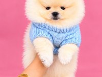 Orijinal ayı sürat pomeranian boo