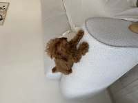 Toy poodle dişi yavru