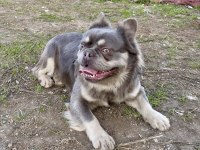 Lilac Tan Fluffy French Bulldog