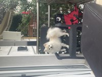 1,5 yaşında aşıları tam çipli pomeranian