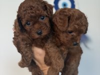 Bebek toy poodle