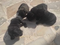 Köpeklerin sahiplerini bekliyoruz dişi erkek mevcut