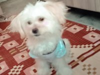 Terrier (Maltese)