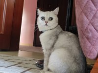 Yakışıklı british shorthair oğlumuza eş arıyoruz 10 aylık