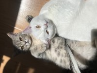 Sahibinden Beyaz Scottish Fold