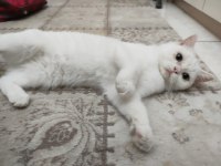 İnanılmaz huyda güzeller güzeli dişi british shorthair