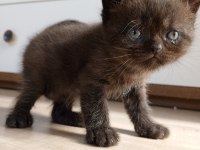 British shorthair bebekler