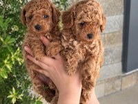 IRK VE SAĞLIK GARANTİLİ KORE TOY POODLE YAVRULAR