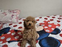 Köpeğimiz Kuki Sahiplendiriyoruz