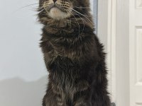 Şecereli Çift Maine Coon