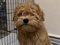 MALTİPOO YAVRU