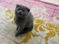 YENİ YUVALARINA HAZIR YARAMAZ DİŞİ KEDİLER