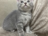 British Shorthair Silver