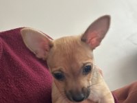 0 numara minyatür pinscher