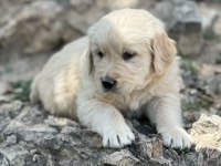 Orjinal saf kan golden retriever bebeklerimiz