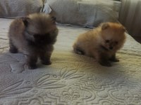 Ev Üretimi Pomeranian Boo