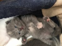 Chinchilla ırk yavru