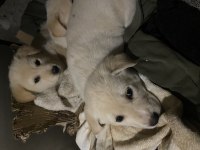 Minik bembeyaz golden retriever yavruları