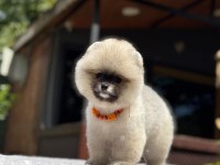 Yavru Pomeranian Boo Köpekler