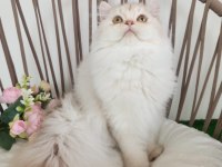 Safkan British Longhair Silver Karşınızda