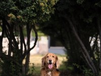 Güzel kalpli golden retriever odie