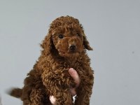Olağanüstü güzellikte poodle köpekler