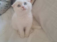 Yavru Scottish Fold