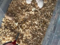 gonzales hamster yavruları