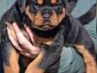 Türkiyenin en güvenilir çiftliğinden rottweiler