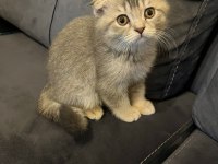 Scottish fold erkek kedimiz