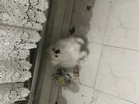 Pomeranian spitz