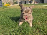 FLUFFY BİG ROPE EGZOTİK FRENCH BULLDOG YAVRULAR