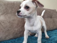 3 Aylık Minnak Yavru Chihuahua